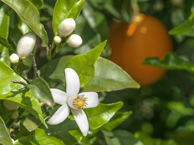 fleur-d'oranger-jardin-d'oléane