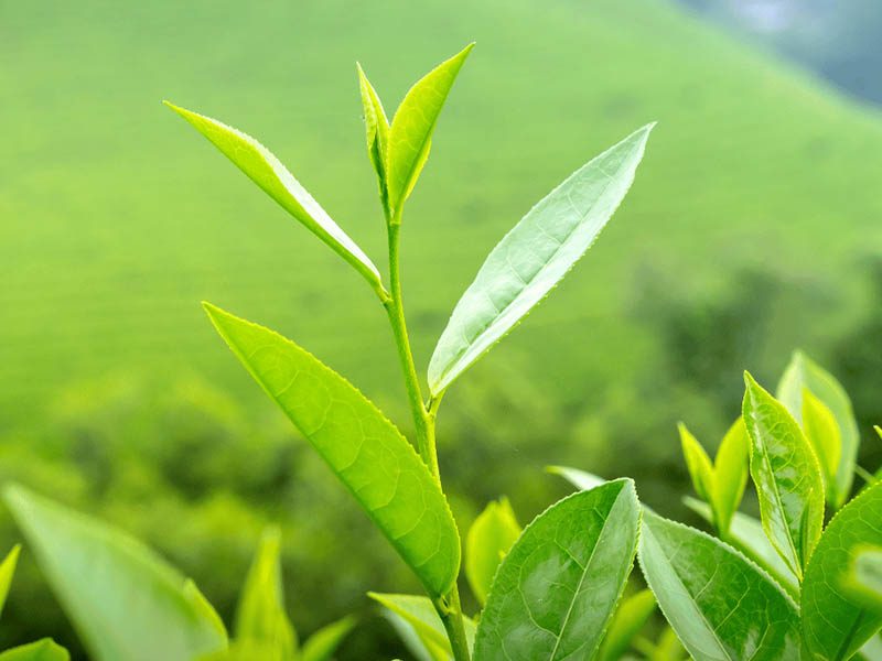 huile-essentielle-de-thé-vert-jardin-d'oléane