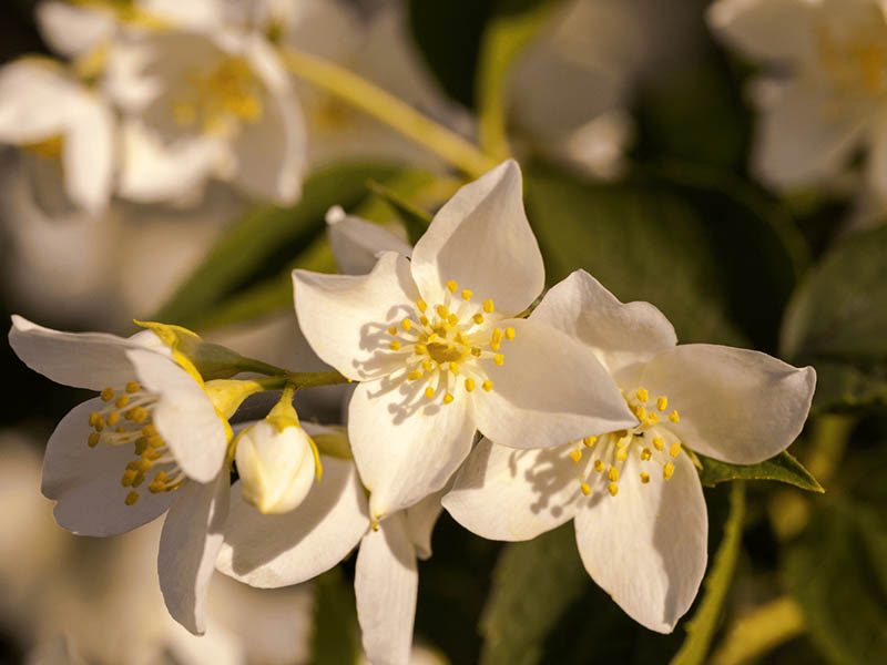 jasmine-jardin-d'oléane